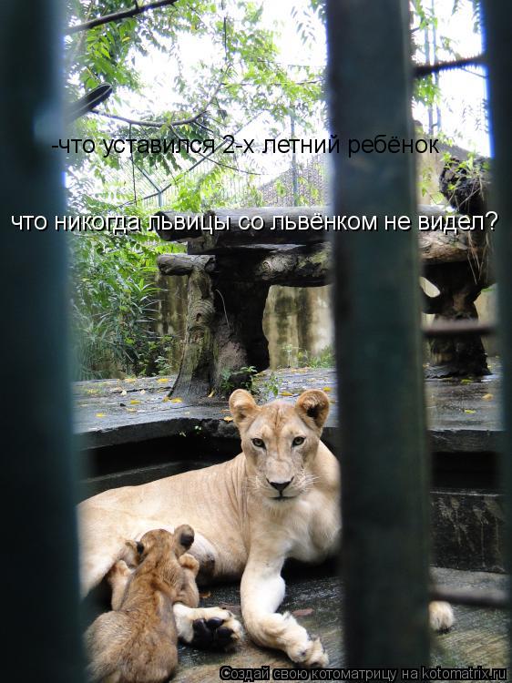 -что уставился 2-х летний ребёнок что никогда львицы со львёнком не видел?... Котоматрица: -что уставился 2-х летний ребёнок что никогда львицы со львёнком не видел?