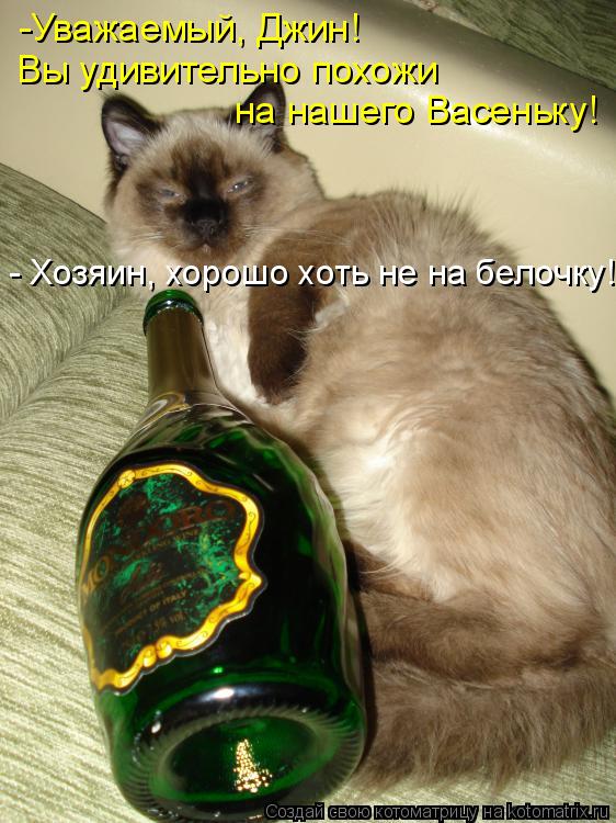 Котоматрица: Вы удивительно похожи на нашего Васеньку! -Уважаемый, Джин!  - Хозяин, хорошо хоть не на белочку!