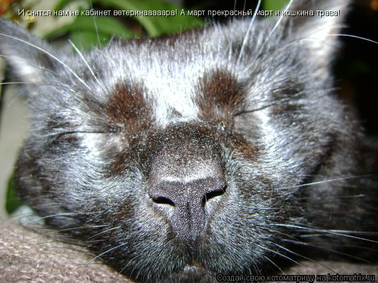 И снится нам не кабинет ветеринааааара! А март прекрасный март и кошкина трава!... Котоматрица: И снится нам не кабинет ветеринааааара! А март прекрасный март и кошкина трава!
