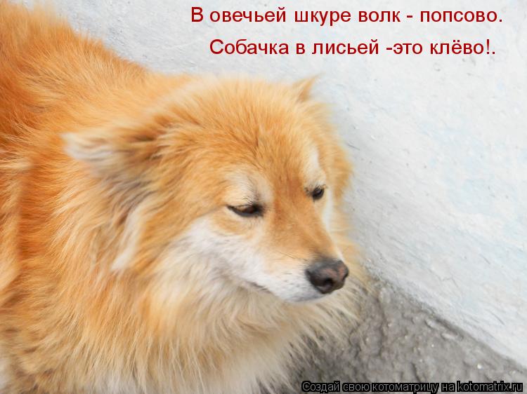 В овечьей шкуре волк - попсово. Собачка в лисьей -это клёво!.... Котоматрица: В овечьей шкуре волк - попсово. Собачка в лисьей -это клёво!.