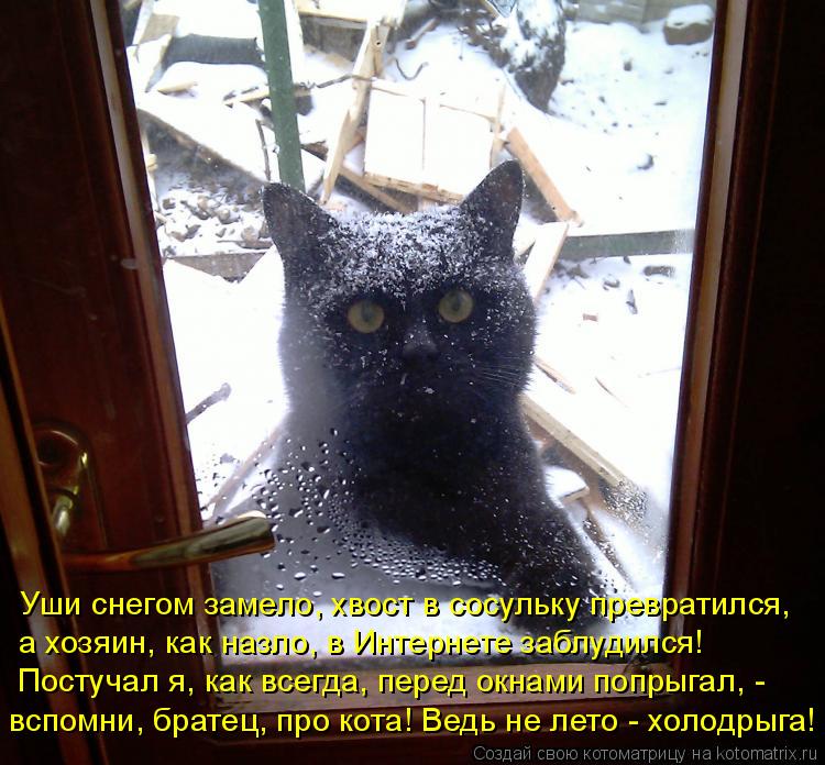 Уши снегом замело, хвост в сосульку превратился, а хозяин, как назло, в Интернете заблудился! Постуча... Котоматрица: Уши снегом замело, хвост в сосульку превратился, а хозяин, как назло, в Интернете заблудился! Постучал я, как всегда, перед окнами попрыгал, -