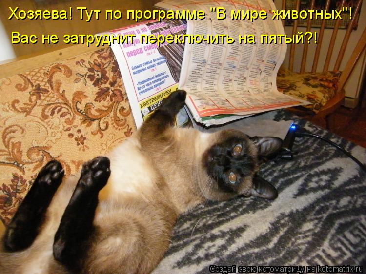 Котоматрица: Хозяева! Тут по программе "В мире животных"! Вас не затруднит переключить на пятый?!