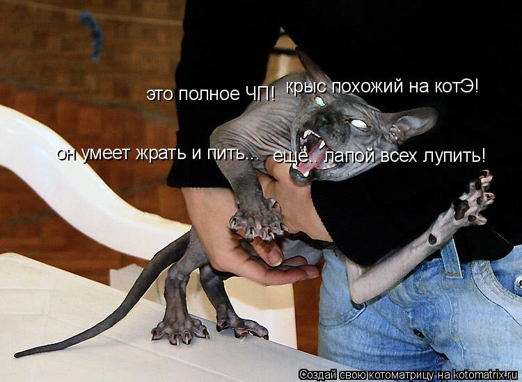 это полное ЧП! крыс похожий на котЭ! он умеет жрать и пить... ещё.. лапой всех лупить!... Котоматрица: это полное ЧП! крыс похожий на котЭ! он умеет жрать и пить... ещё.. лапой всех лупить!