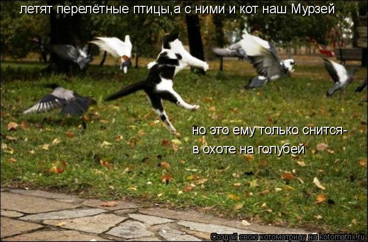 Охотящиеся коты - всё самое интересное!.