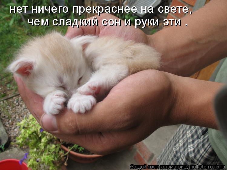 нет ничего прекраснее на свете, чем сладкий сон и руки эти .... Котоматрица: нет ничего прекраснее на свете, чем сладкий сон и руки эти .