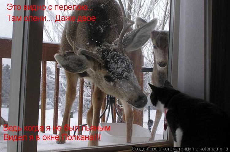 Котоматрица: Это видно с перепою... Там олени... Даже двое Ведь когда я не был пьяным Видел я в окне Полкана!!!