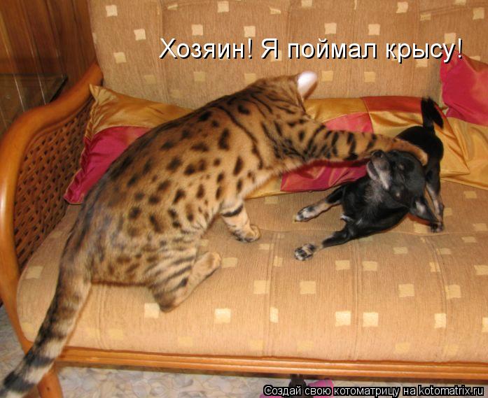 Котоматрица: Хозяин! Я поймал крысу!