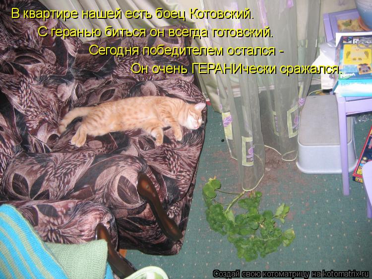 В квартире нашей есть боец Котовский. С геранью биться он всегда готовский. Сегодня победителем остал... Котоматрица: В квартире нашей есть боец Котовский. С геранью биться он всегда готовский. Сегодня победителем остался - Он очень ГЕРАНИчески сражался.