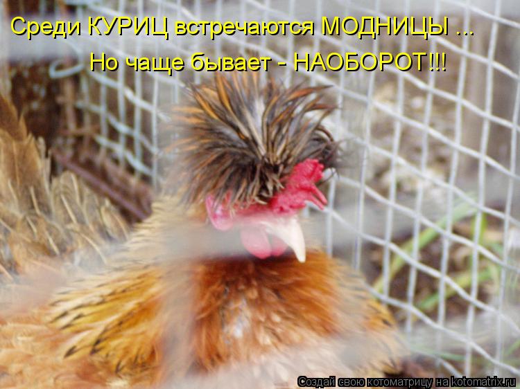 Среди КУРИЦ встречаются МОДНИЦЫ ... Но чаще бывает - НАОБОРОТ!!!... Котоматрица: Среди КУРИЦ встречаются МОДНИЦЫ ... Но чаще бывает - НАОБОРОТ!!!