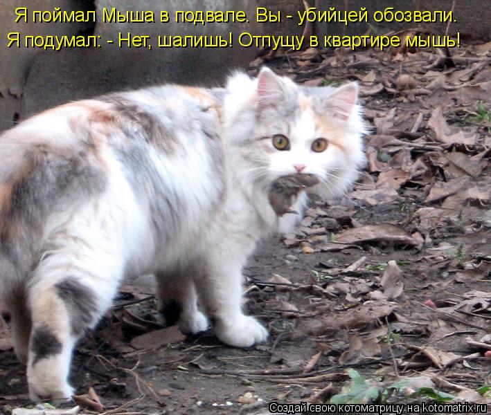 Я поймал Мыша в подвале. Вы - убийцей обозвали. Я подумал: - Нет, шалишь! Отпущу в квартире мышь!... Котоматрица: Я поймал Мыша в подвале. Вы - убийцей обозвали. Я подумал: - Нет, шалишь! Отпущу в квартире мышь!