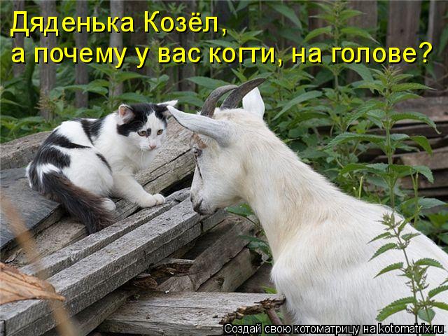 Дяденька Козёл, а почему у вас когти, на голове?... Котоматрица: Дяденька Козёл, а почему у вас когти, на голове?