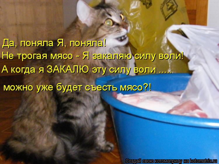Да, поняла Я, поняла! Не трогая мясо - Я закаляю силу воли! можно уже будет съесть мясо?! А когда я З... Котоматрица: Да, поняла Я, поняла! Не трогая мясо - Я закаляю силу воли! можно уже будет съесть мясо?! А когда я ЗАКАЛЮ эту силу воли .....