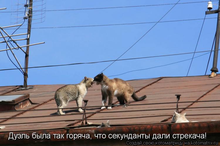 Дуэль была так горяча, что секунданты дали стрекача!... Котоматрица: Дуэль была так горяча, что секунданты дали стрекача!