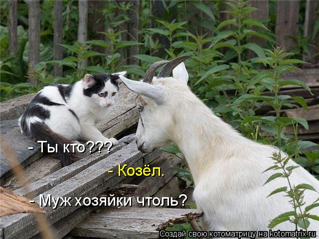 - Ты кто??? - Козёл. - Муж хозяйки чтоль?... Котоматрица: - Ты кто??? - Козёл. - Муж хозяйки чтоль?