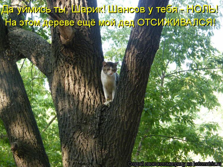 Да уймись ты, Шарик! Шансов у тебя - НОЛЬ! На этом дереве ещё мой дед ОТСИЖИВАЛСЯ!... Котоматрица: Да уймись ты, Шарик! Шансов у тебя - НОЛЬ! На этом дереве ещё мой дед ОТСИЖИВАЛСЯ!