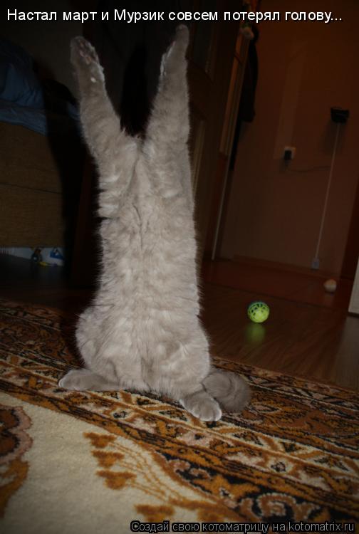 Настал март и Мурзик совсем потерял голову...... Котоматрица: Настал март и Мурзик совсем потерял голову...