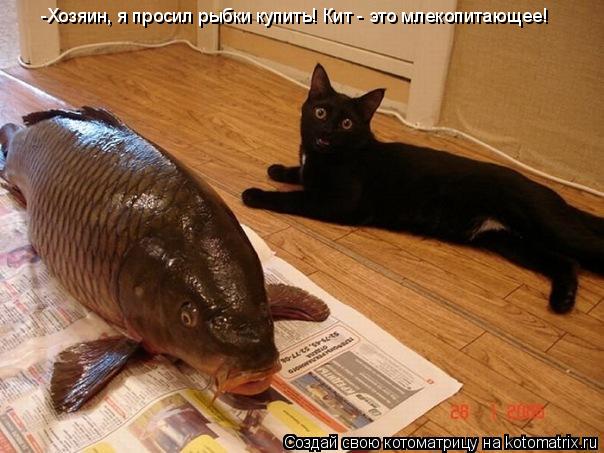 -Хозяин, я просил рыбки купить! Кит - это млекопитающее!... Котоматрица: -Хозяин, я просил рыбки купить! Кит - это млекопитающее!