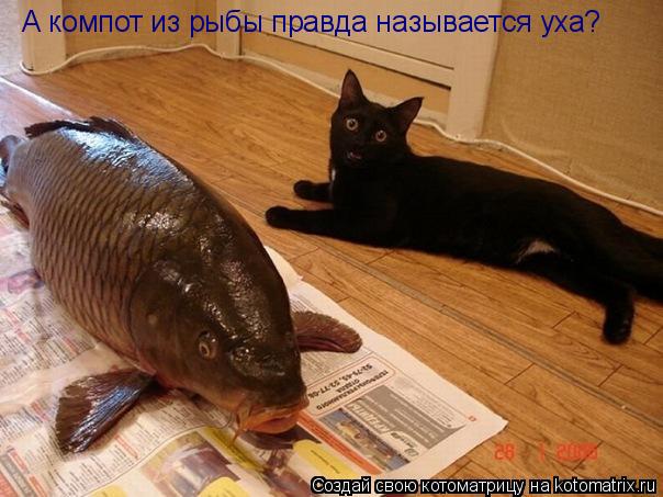 А компот из рыбы правда называется уха?... Котоматрица: А компот из рыбы правда называется уха?