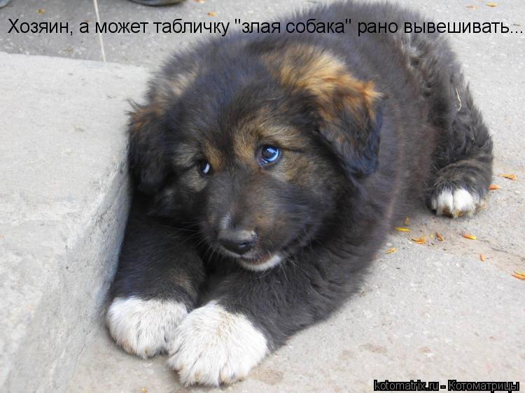 Хозяин, а может табличку "злая собака" рано вывешивать....... Котоматрица: Хозяин, а может табличку "злая собака" рано вывешивать....