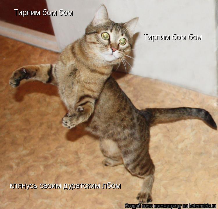 Котоматрица: Тирлим бом бом Тирлим бом бом клянусь своим дуратским лбом