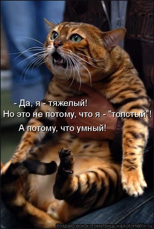 - Да, я - тяжелый! Но это не потому, что я - "толстый"! А потому, что умный!... Котоматрица: - Да, я - тяжелый! Но это не потому, что я - "толстый"! А потому, что умный!