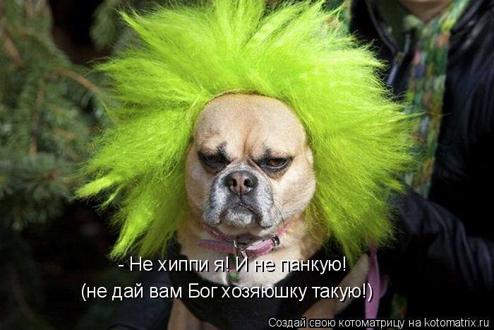 - Не хиппи я! И не панкую! (не дай вам Бог хозяюшку такую!)... Котоматрица: - Не хиппи я! И не панкую! (не дай вам Бог хозяюшку такую!)