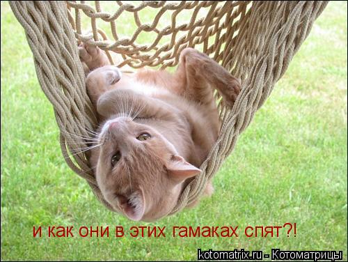 и как они в этих гамаках спят?!... Котоматрица: и как они в этих гамаках спят?!