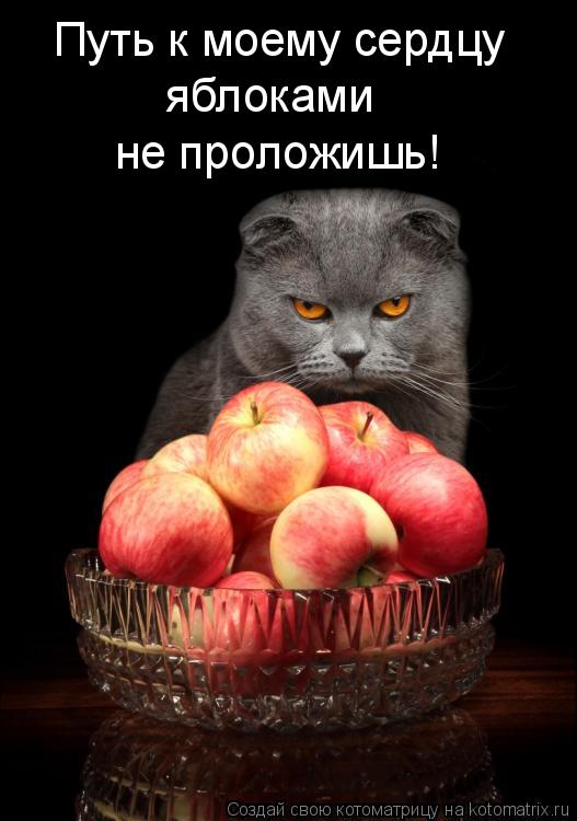 Путь к моему сердцу яблоками не проложишь!... Котоматрица: Путь к моему сердцу яблоками не проложишь!