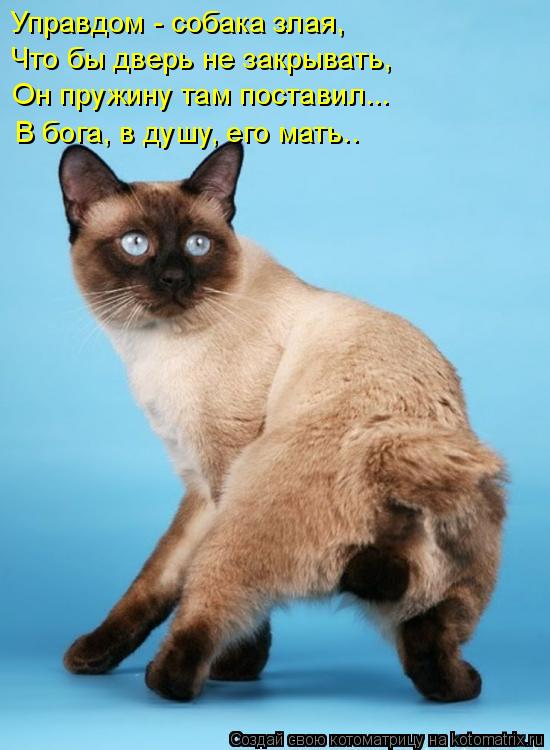 Управдом - собака злая, Что бы дверь не закрывать, Он пружину там поставил... В бога, в душу, его ма... Котоматрица: Управдом - собака злая, Что бы дверь не закрывать, Он пружину там поставил... В бога, в душу, его мать..