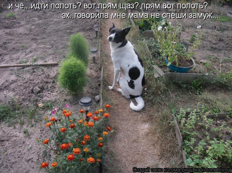 и чё...идти полоть? вот прям щаз? прям вот полоть? эх..говорила мне мама не спеши замуж....... Котоматрица: и чё...идти полоть? вот прям щаз? прям вот полоть? эх..говорила мне мама не спеши замуж....