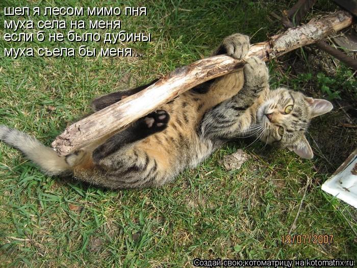 Котоматрица: шел я лесом мимо пня муха села на меня если б не было дубины муха съела бы меня...