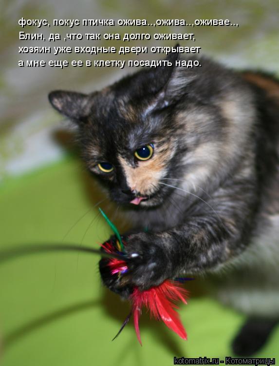 Котоматрица: фокус, покус птичка ожива..,ожива..,оживае..,  Блин, да ,что так она долго оживает,  хозяин уже входные двери открывает  а мне еще ее в клетку пос