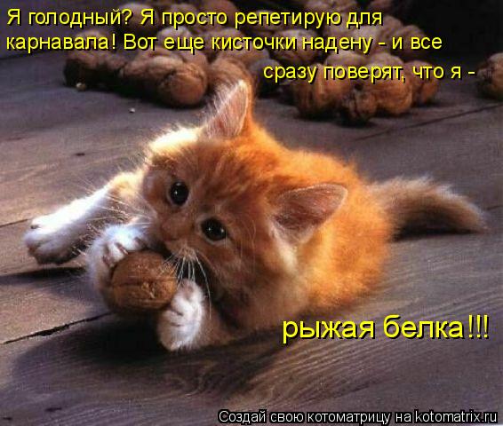 Я голодный? Я просто репетирую для карнавала! Вот еще кисточки надену - и все сразу поверят, что я ... Котоматрица: Я голодный? Я просто репетирую для карнавала! Вот еще кисточки надену - и все сразу поверят, что я - рыжая белка!!!