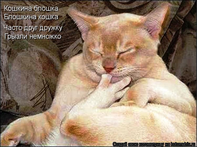 Котоматрица: Кошкина блошка Блошкина кошка Часто друг дружку Грызли немножко