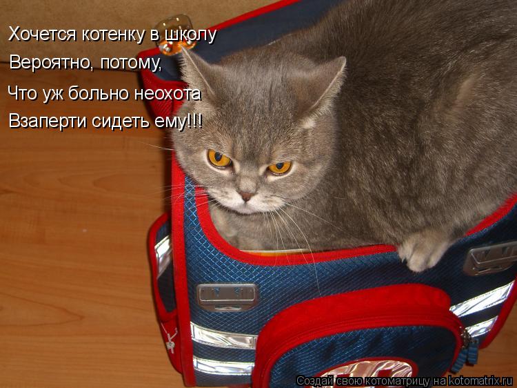 Как стать кошкой днём Как стать кошкой днём