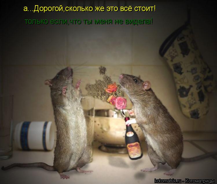 а...Дорогой,сколько же это всё стоит! только если,что ты меня не видела!... Котоматрица: а...Дорогой,сколько же это всё стоит! только если,что ты меня не видела!