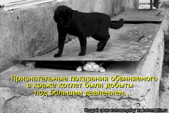 Признательные показания обвиняемого в краже котлет были добыты под большим давлением...... Котоматрица: Признательные показания обвиняемого в краже котлет были добыты под большим давлением...