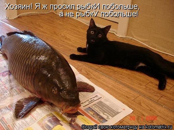 Котоматрица: Хозяин! Я ж просил рыбкИ побольше, а не рыбкУ побольше!