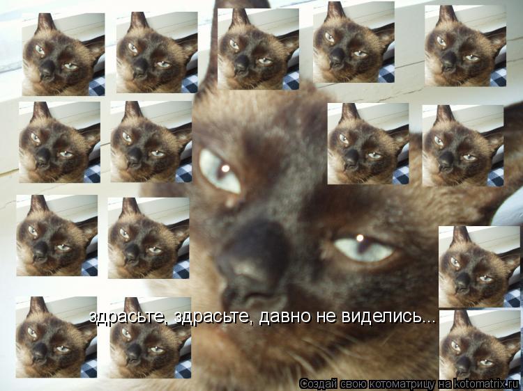 Котоматрица: здрасьте, здрасьте, давно не виделись...