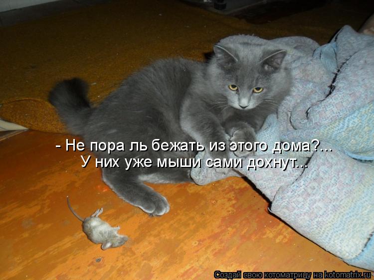 - Не пора ль бежать из этого дома?... У них уже мыши сами дохнут...... Котоматрица: - Не пора ль бежать из этого дома?... У них уже мыши сами дохнут...