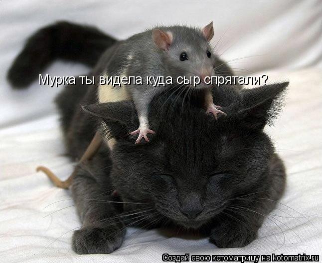 Мурка ты видела куда сыр спрятали?... Котоматрица: Мурка ты видела куда сыр спрятали?