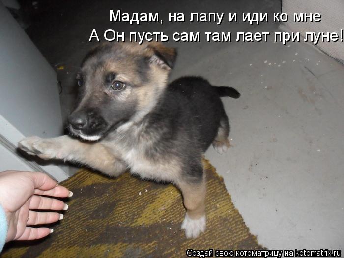 Котоматрица: А Он пусть сам там лает при луне! Мадам, на лапу и иди ко мне