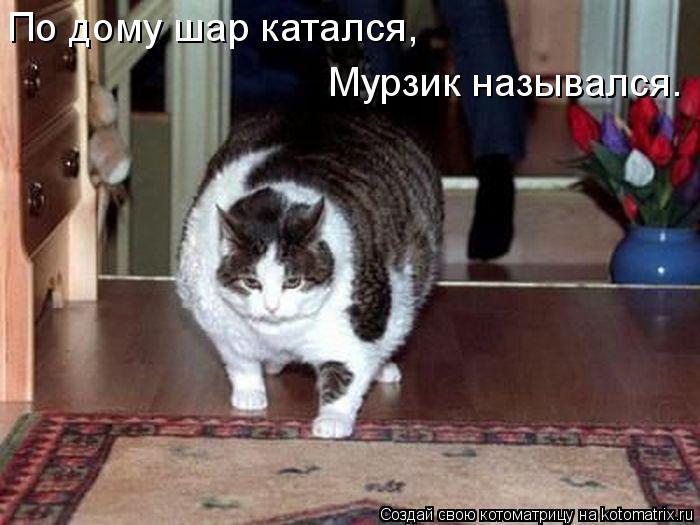 Котоматрица: По дому шар катался, Мурзик назывался.