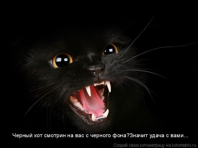 Котоматрица: Черный кот смотрин на вас с черного фона?Значит удача с вами...