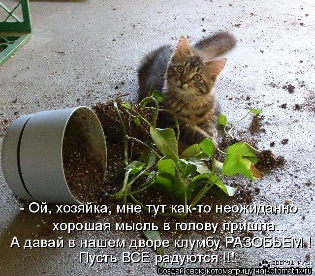 Котоматрица: - Ой, хозяйка, мне тут как-то неожиданно хорошая мысль в голову пришла... А давай в нашем дворе клумбу РАЗОБЬЕМ ! Пусть ВСЕ радуются !!!