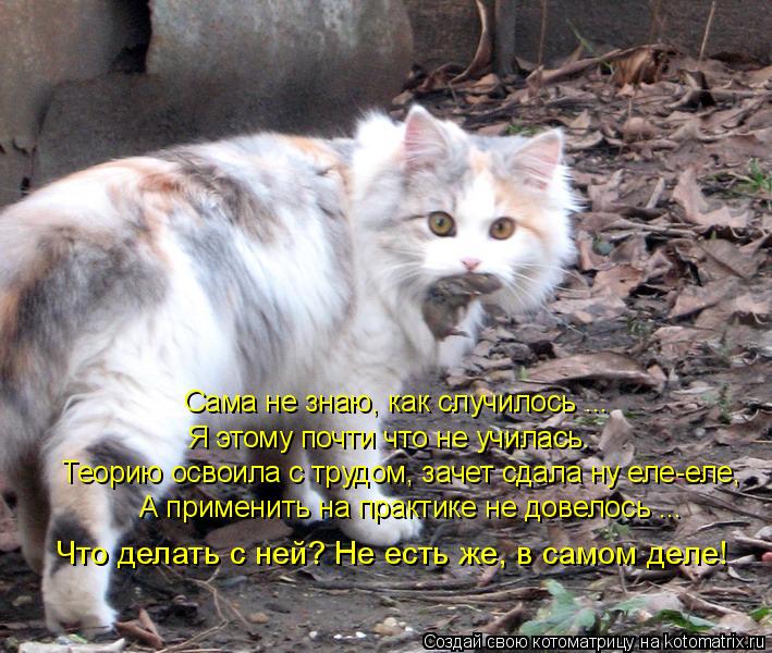 Котоматрица: Сама не знаю, как случилось ... Я этому почти что не училась. Теорию освоила с трудом, зачет сдала ну еле-еле, А применить на практике не довело