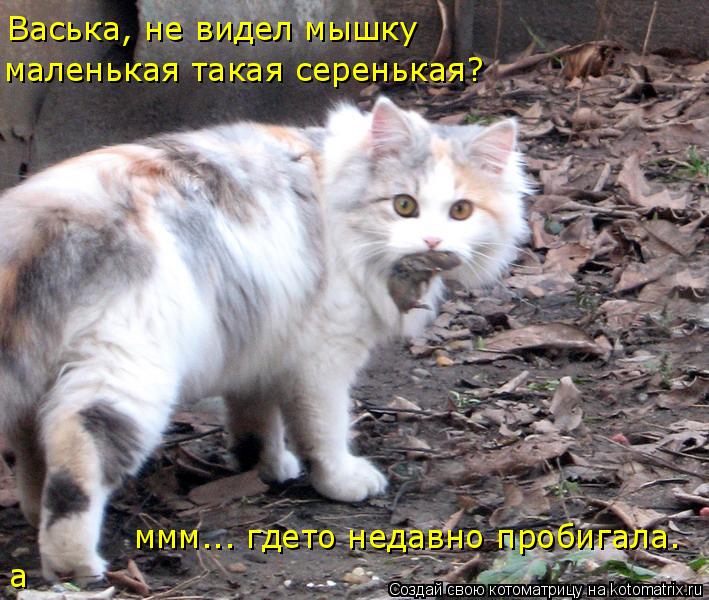 Васька, не видел мышку маленькая такая серенькая? а ммм... гдето недавно пробигала.... Котоматрица: Васька, не видел мышку маленькая такая серенькая? а ммм... гдето недавно пробигала.