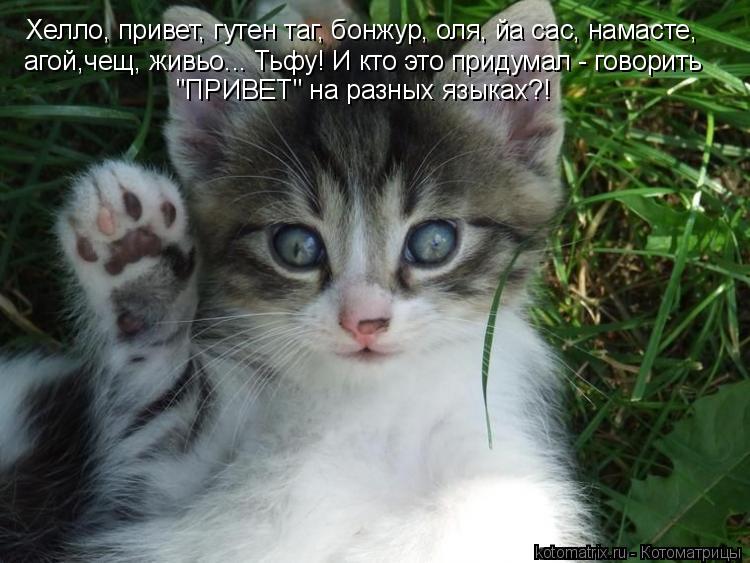 Котоматрица: Хелло, привет, гутен таг, бонжур, оля, йа сас, намасте,  агой,чещ, живьо... Тьфу! И кто это придумал - говорить  "ПРИВЕТ" на разных языках?!