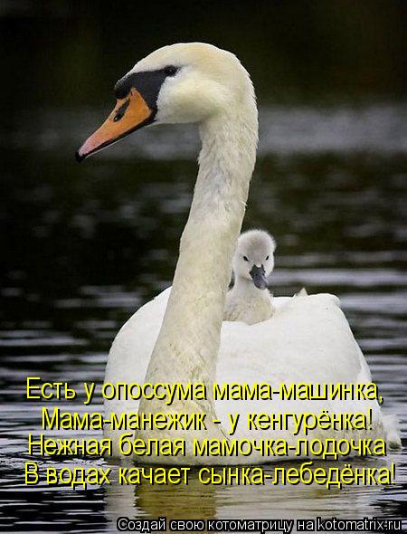 В водах качает сынка-лебедёнка! Нежная белая мамочка-лодочка Мама-манежик - у кенгурёнка! Есть у опос... Котоматрица: В водах качает сынка-лебедёнка! Нежная белая мамочка-лодочка Мама-манежик - у кенгурёнка! Есть у опоссума мама-машинка,