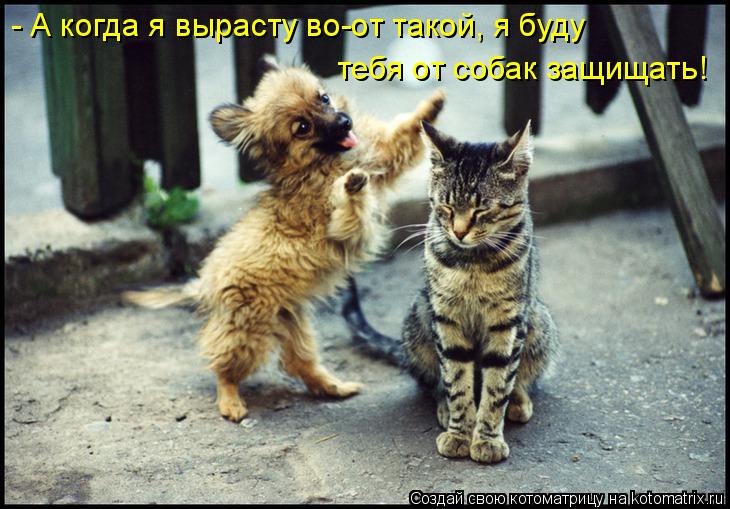 - А когда я вырасту во-от такой, я буду тебя от собак защищать!... Котоматрица: - А когда я вырасту во-от такой, я буду тебя от собак защищать!